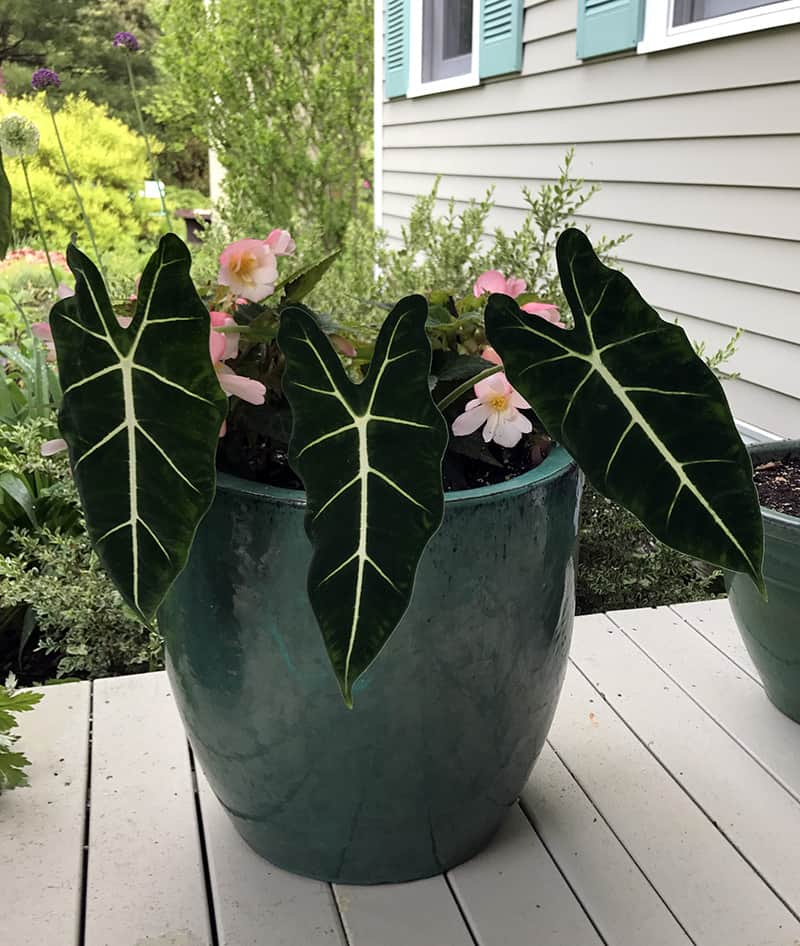 I Love Alocasia varieties