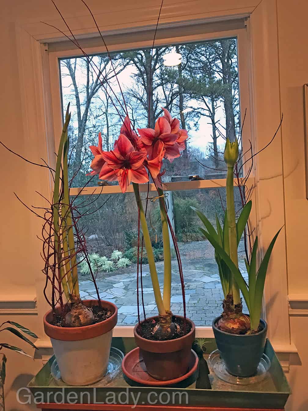 Twig Supports for Amaryllis Blooms