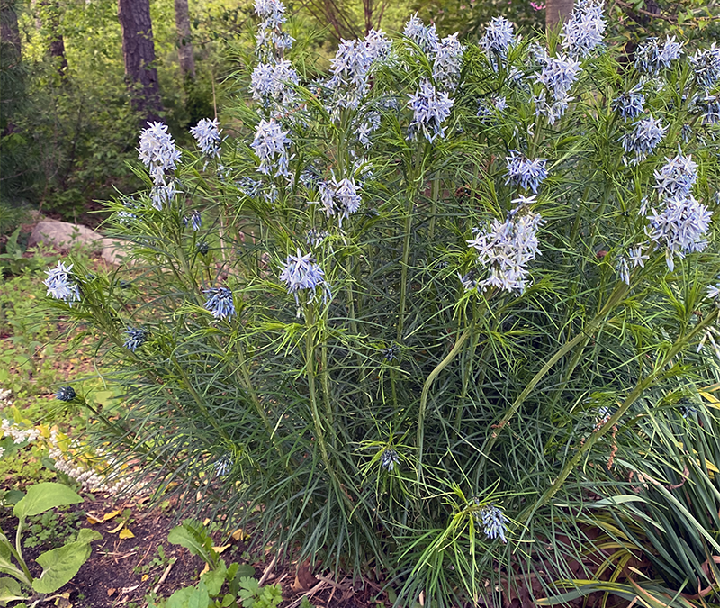 I Love Amsonia hubrichtii aka Threadleaf Blue Star