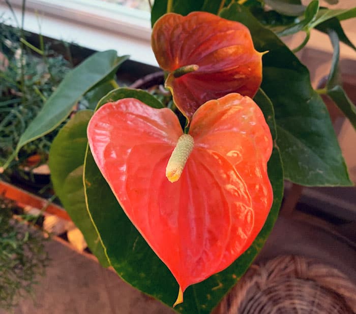 How To Grow Anthuriums Indoors