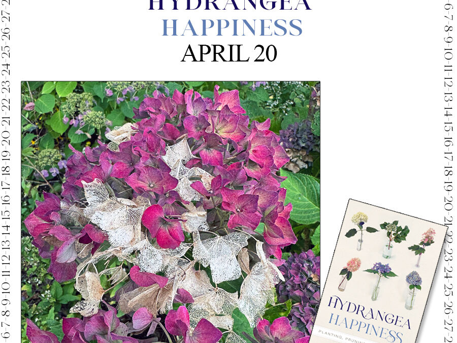 Countdown to Hydrangea Happiness April 20th
