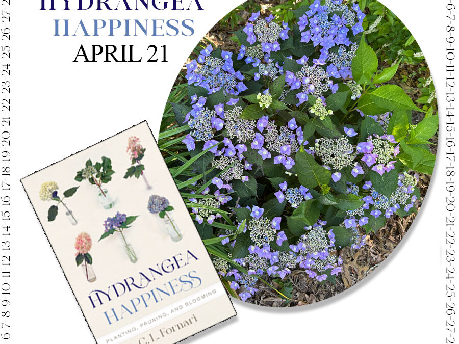 Countdown to Hydrangea Happiness – April 21
