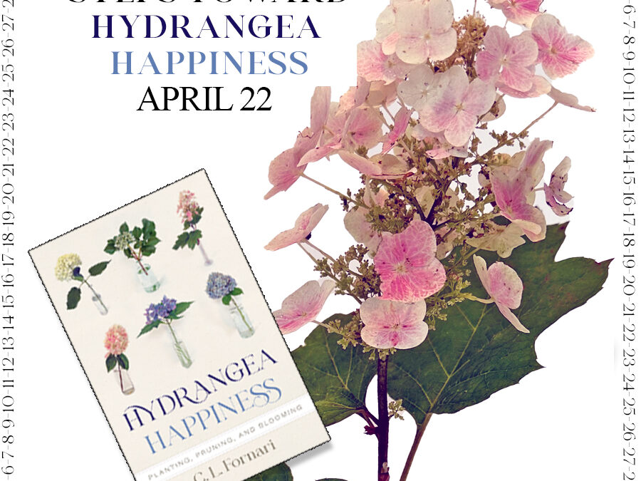 Countdown to Hydrangea Happiness – April 22