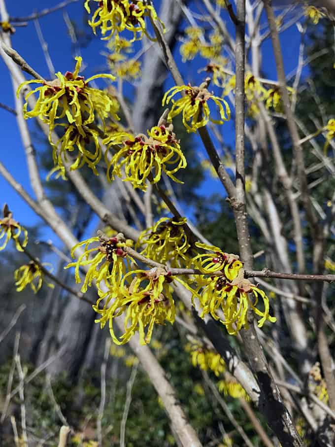 Witch hazel Hamamelis x intermedia ‘Arnold Promise’ – What’s Not To Love?