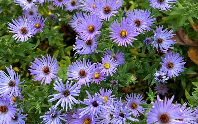 I Love Raydon’s Favorite Aster