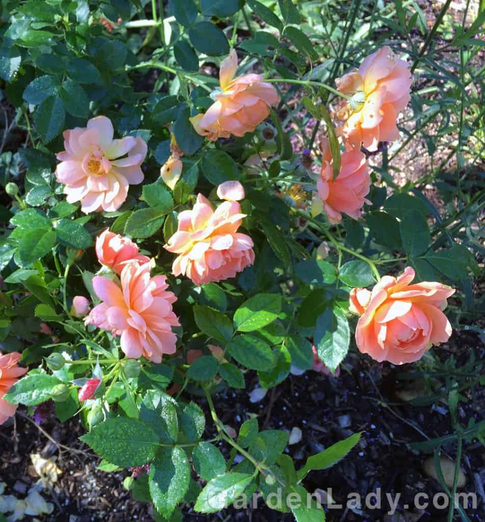 I Love the At Last Rose | GardenLady.com