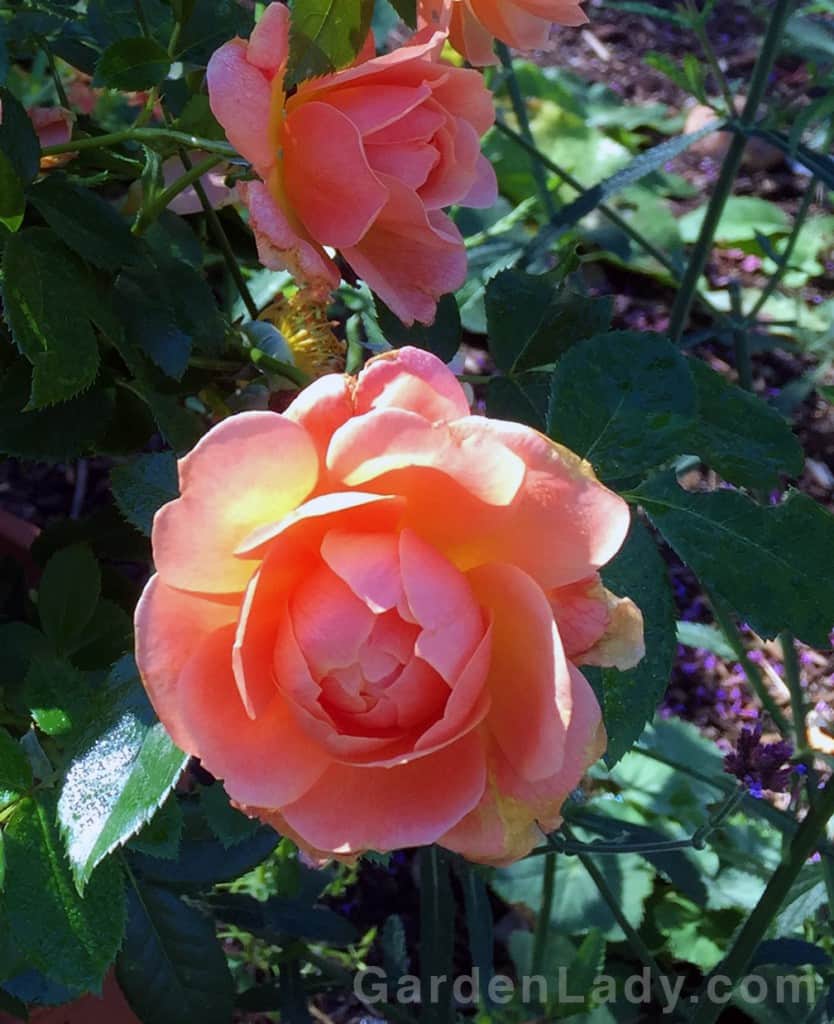 I Love the At Last Rose | GardenLady.com