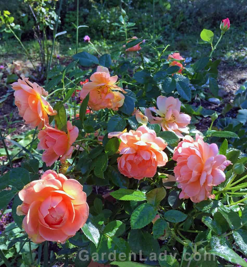 I Love the At Last Rose | GardenLady.com