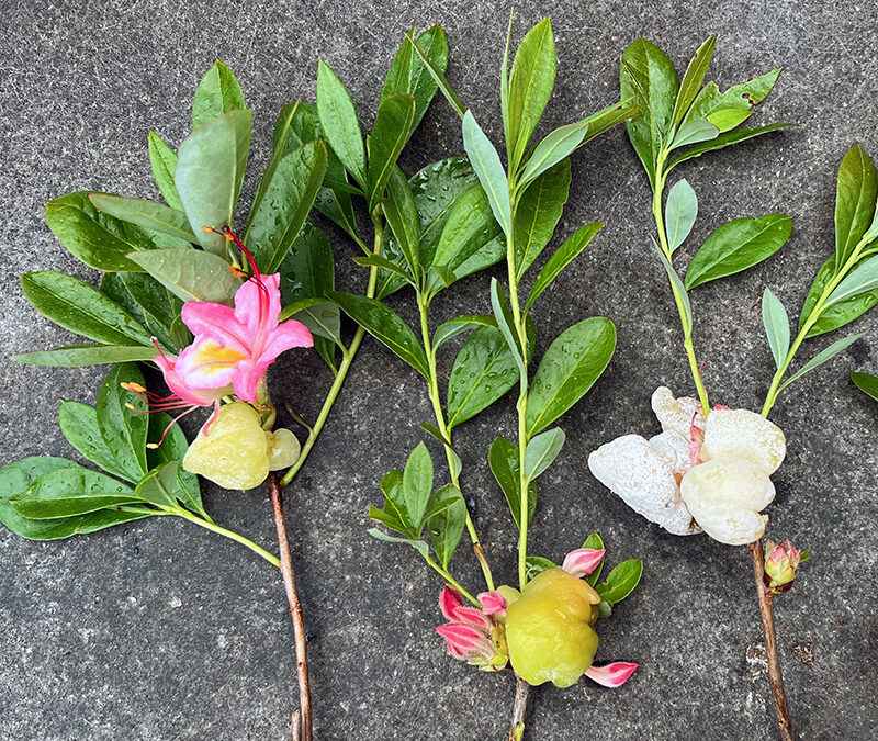 A Postcard From Azalea Gall