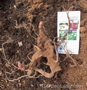 Here is how the bare root looked once I shook the peat off. I didn't leave the label there - I just placed it under the root so you could see the pictures that came with the plant. One of the wonderful things about this ground-cover peony is the colorful seeds it produces later in the season. I can hardly wait!