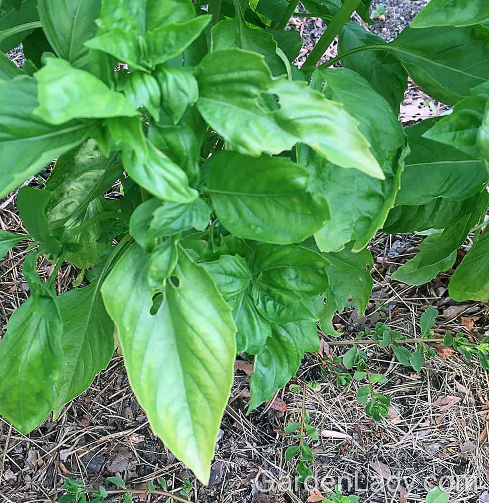 The first sign of downy mildew is the yellowing of the leaves. This disease progressed quickly once you see this, so don't wait to cut the basil once the foliage starts to turn. 