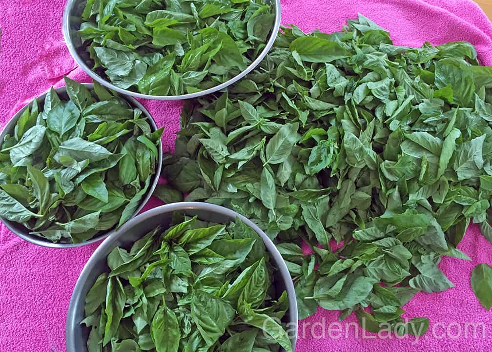 We cut the tops off all the plants, wash them in a tub and then pick the leaves off. Any leaves that have started to blacken from the disease are discarded, but all the others are put into the pile for pesto. A few random arugula and pak choi leaves usually get included as well.