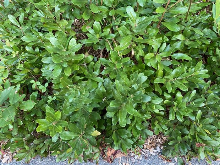 I Love Myrica pensylvanica aka bayberry | GardenLady.com