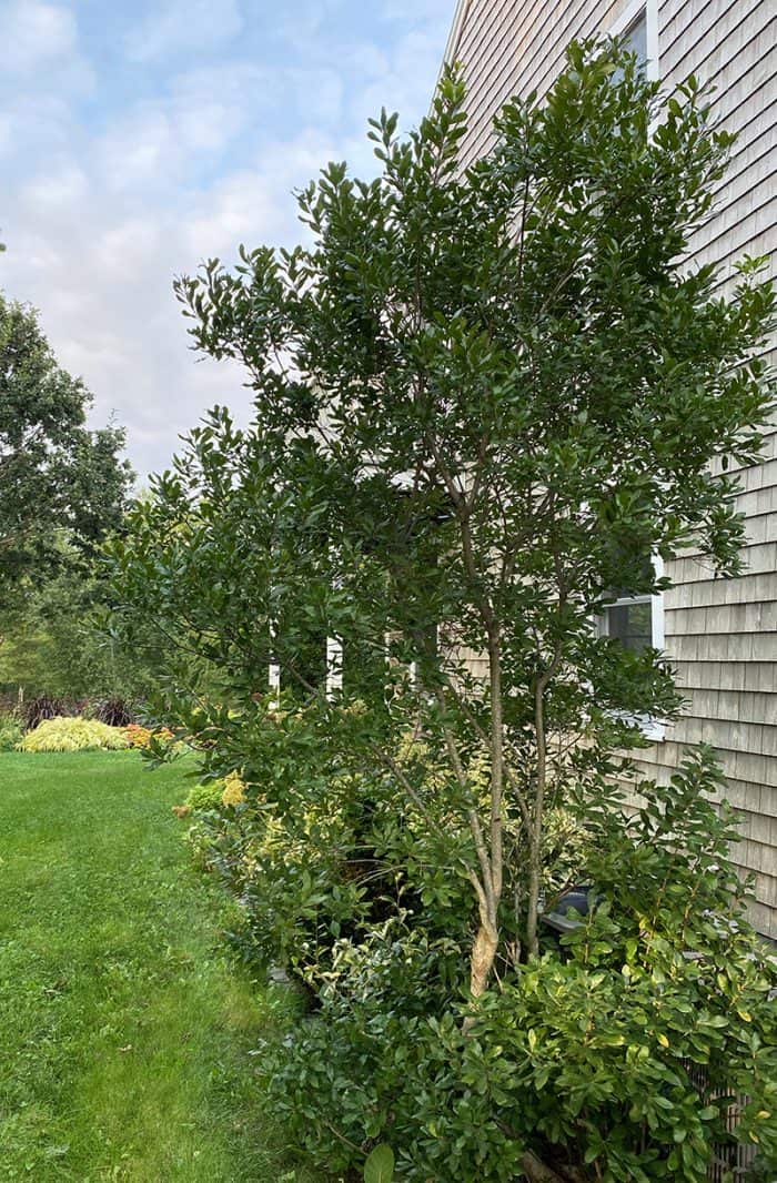 I Love Myrica pensylvanica aka bayberry