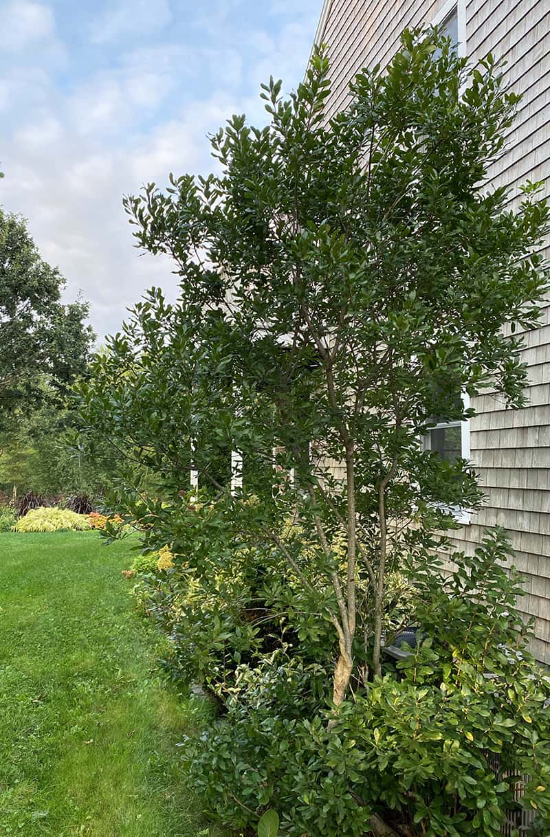 I Love Myrica pensylvanica aka bayberry