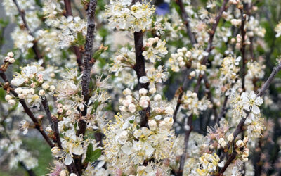 I Love Prunus maritima aka Beach Plum