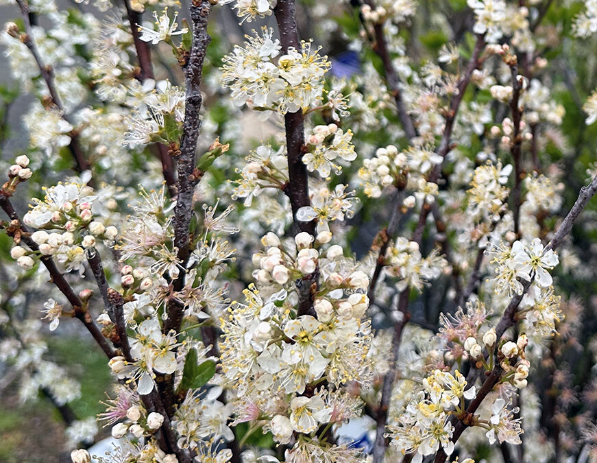 I Love Prunus maritima aka Beach Plum