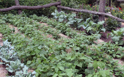 A Postcard From Your Vegetable Garden