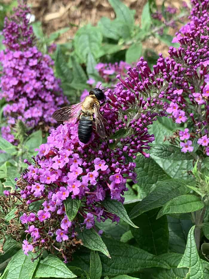 I Love Pugster Dwarf Butterfly Bush