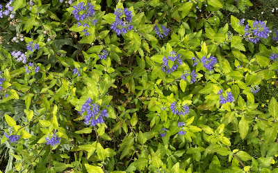 I Love Sunshine Blue Caryopteris, aka Caryoperis incana ‘Jason’