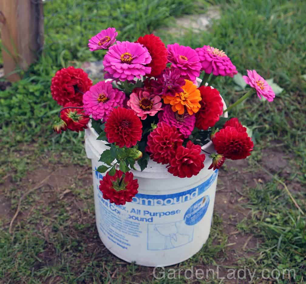 If you grow zinnias from seed you'll have enough flowers for any fiesta or celebration. Inexpensively too!