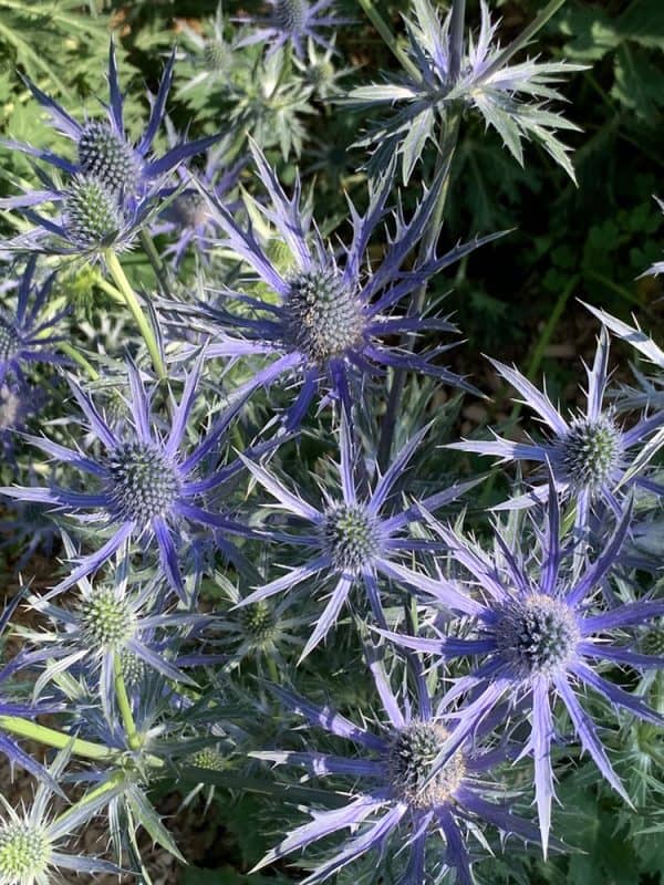 Eryngium x zabelii ‘Big Blue’ aka big blue sea holly | GardenLady.com
