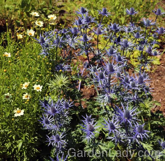 I Love Eryngium x zabelii ‘Big Blue’