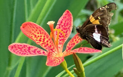 I Love Blackberry Lily, aka Iris domestica  