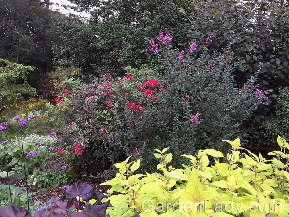 Now, at the very end of September, here is that same shrub in my fragrance garden. Are the flowers a bit smaller? Yes. Are they also darker in color? Yes. Are they just as welcomed? Maybe more.