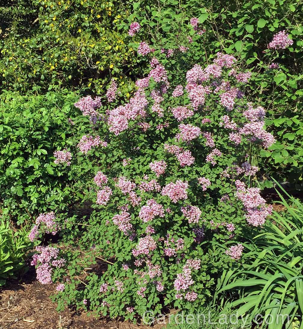 Here is how my Bloomerang lilac looked in mid-May. 