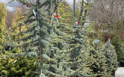 A Postcard from Shrubs and Trees