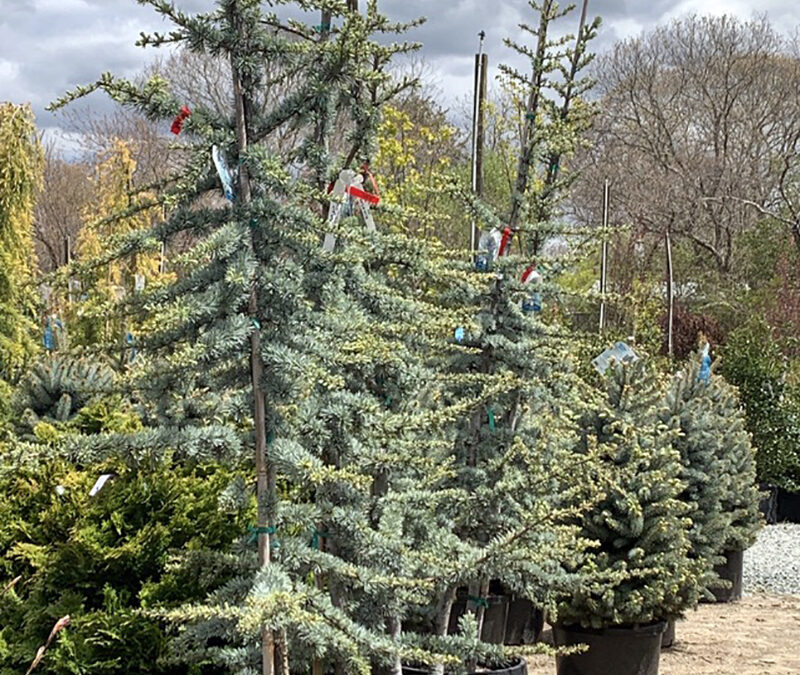 A Postcard from Shrubs and Trees