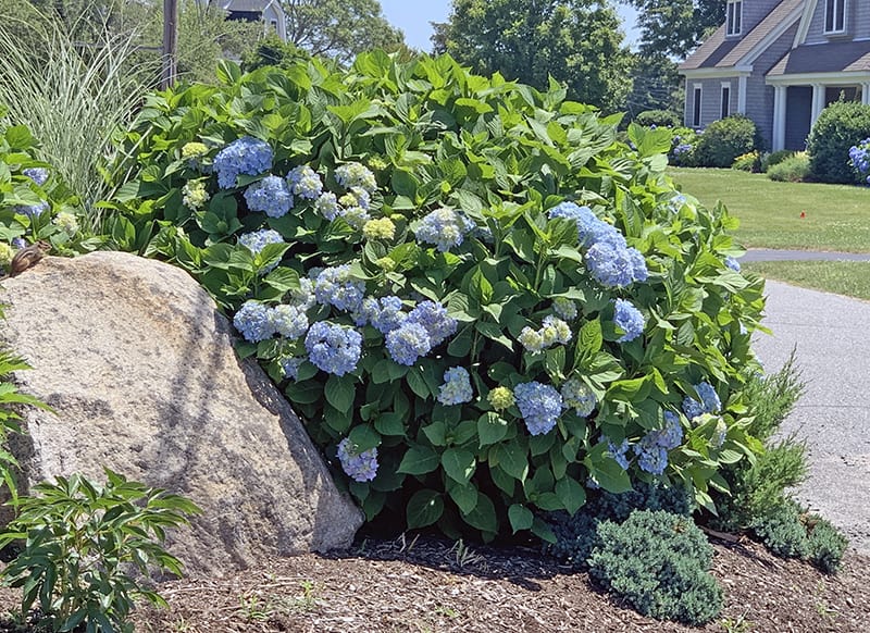 hydrangea that has been partly cut down in the fall or spring has fewer flowers