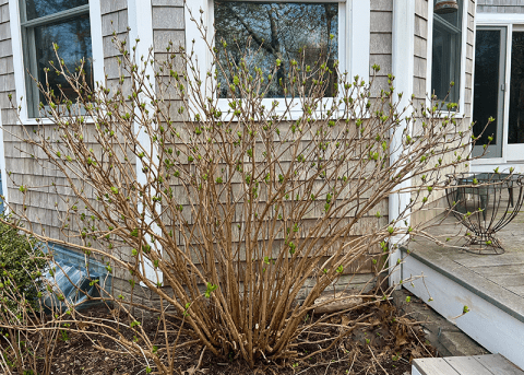 Pruning Mophead and Lacecap Hydrangeas | GardenLady.com