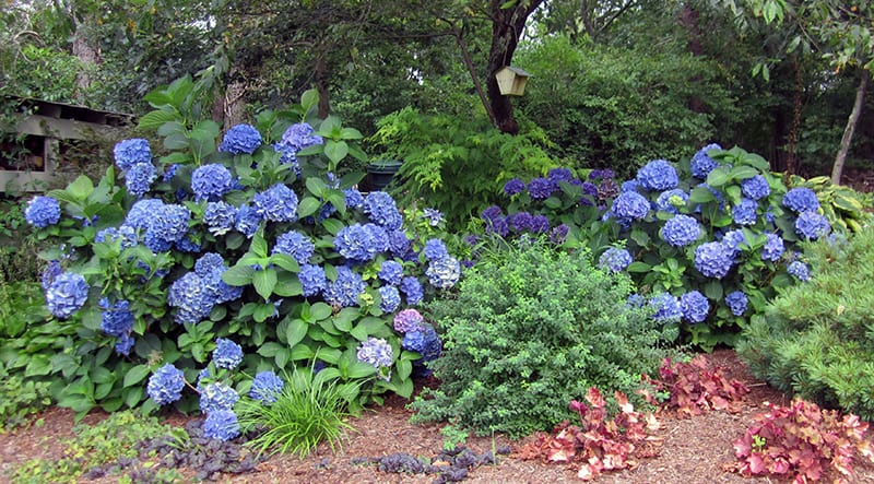 Blue flowering hydrangeas