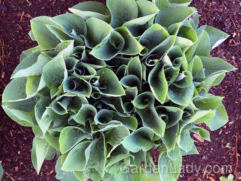 Here is how this hosta looks in the spring. The leaves continue to open into the typical, almost heart-shape of most hosta foliage. 'Blue Cadet' leaves are about 3 to 4 inches across, and 7 inches long.