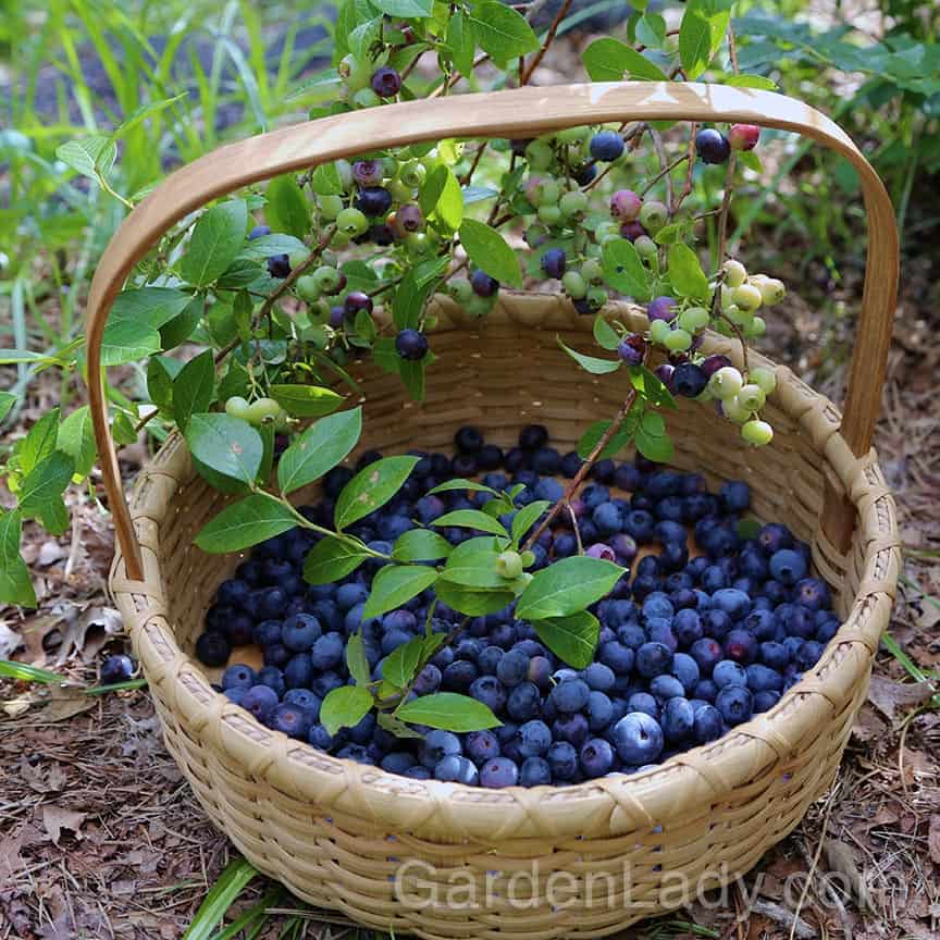 Picking Treasure: I love Highbush Blueberries