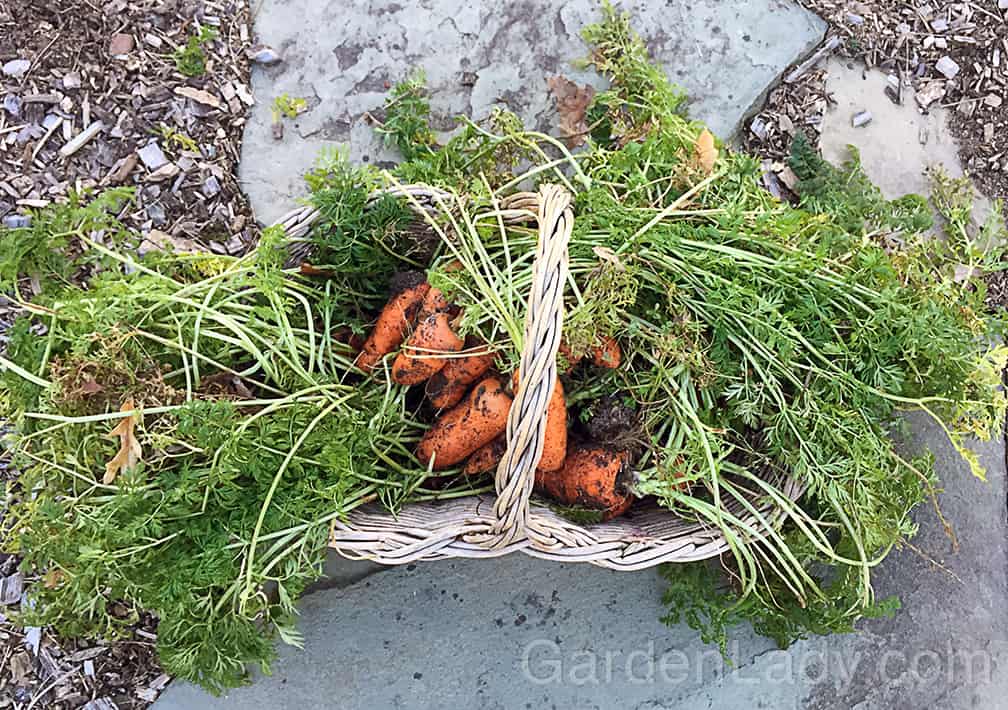 Ta-da! A carrot harvest from late-December. I pulled most of them the week after this shot was taken, and on Dec. 23 we still have a few left in the ground.