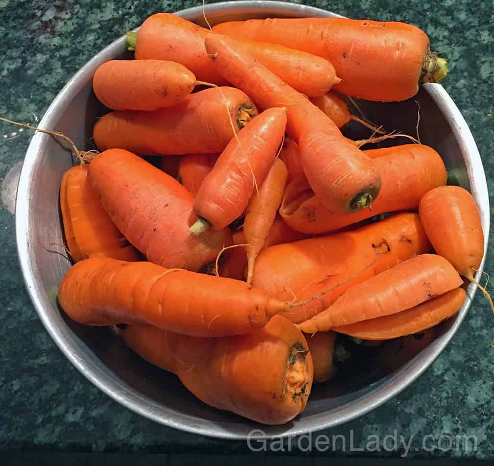 Here is a batch of mid-December Bolero carrots after they were washed. A couple had split from being in the ground for over 4 months, but most were solid and beautiful. 
