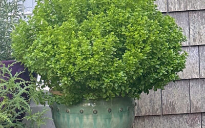 I Love Basil Bonsai aka Mini Ocimum basilicum