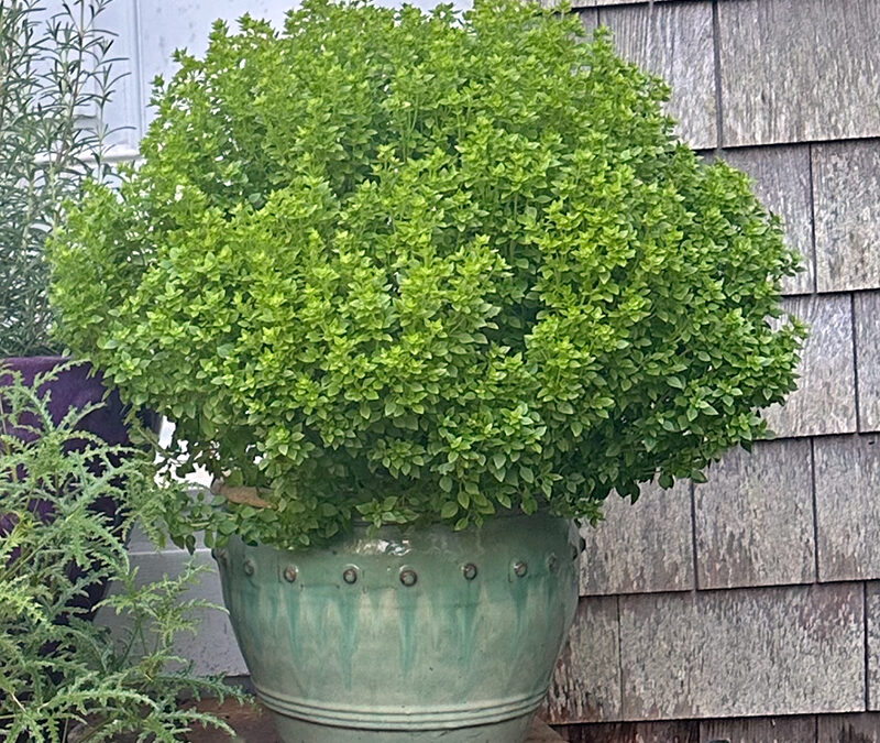 I Love Basil Bonsai aka Mini Ocimum basilicum