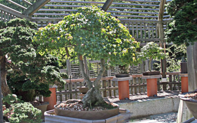 A Postcard From Bonsai