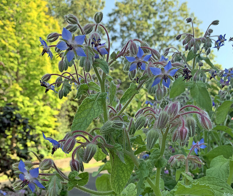 I Love Borago officinalis aka Borage