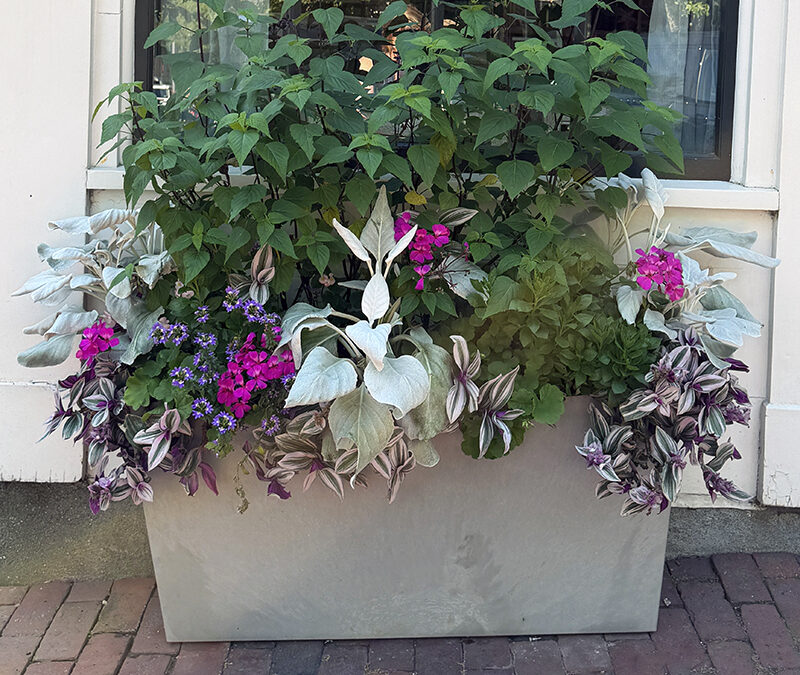 A Postcard From August Containers