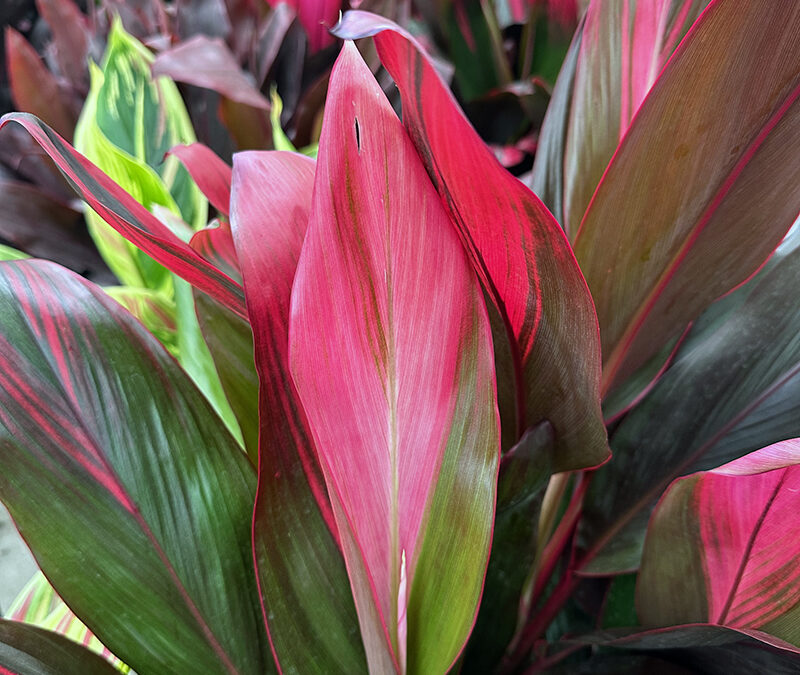 I Love Cordyline fruticose Cultivars aka Ti Plant: