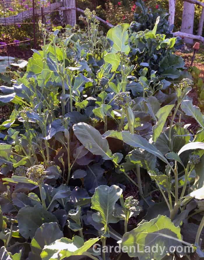 Broccoli Makes Tiny Heads