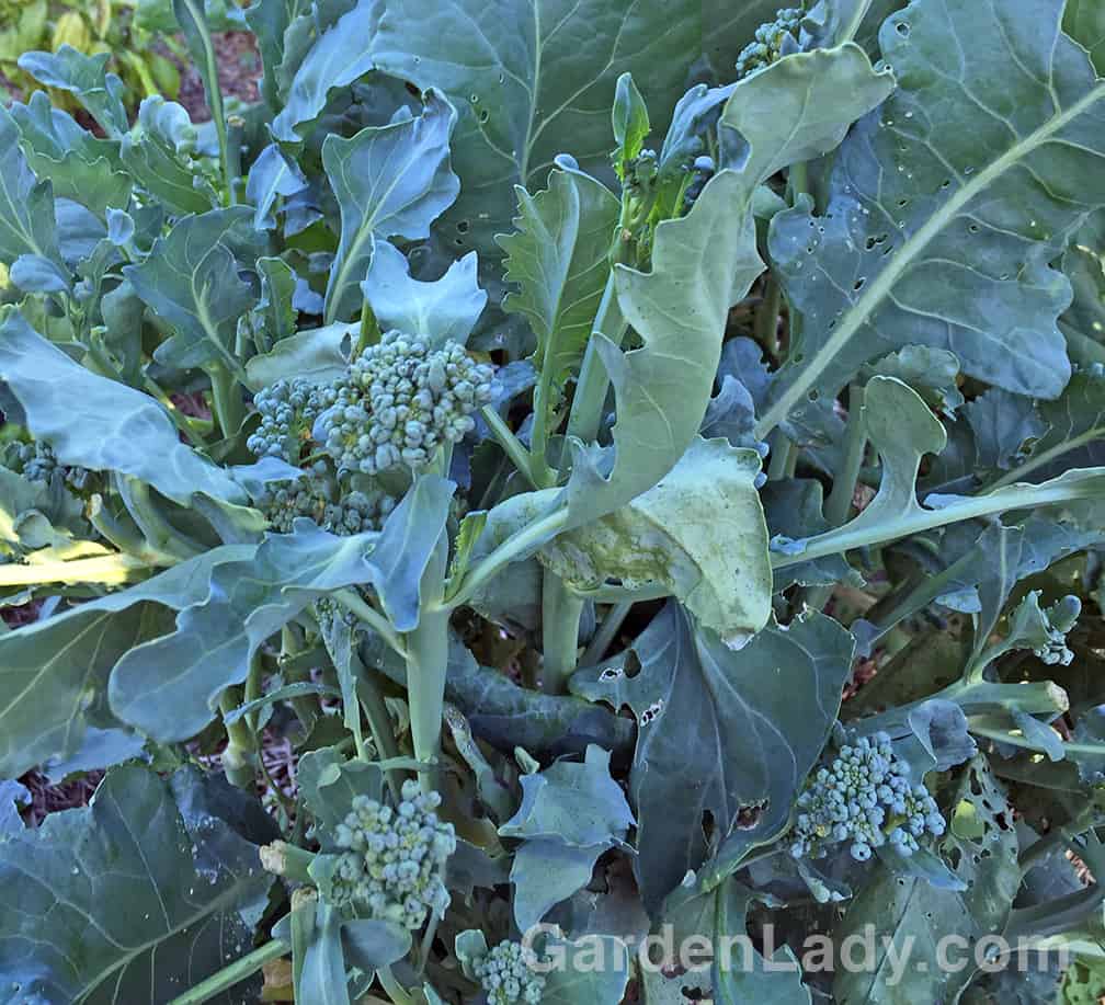 Here is what my broccoli plants have been producing all of July and August. I harvest these every other day so that the plant will continue to grow more. 