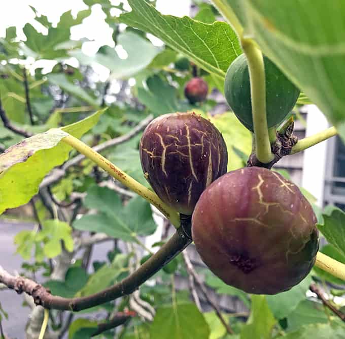 I Love The Brown Turkey Fig
