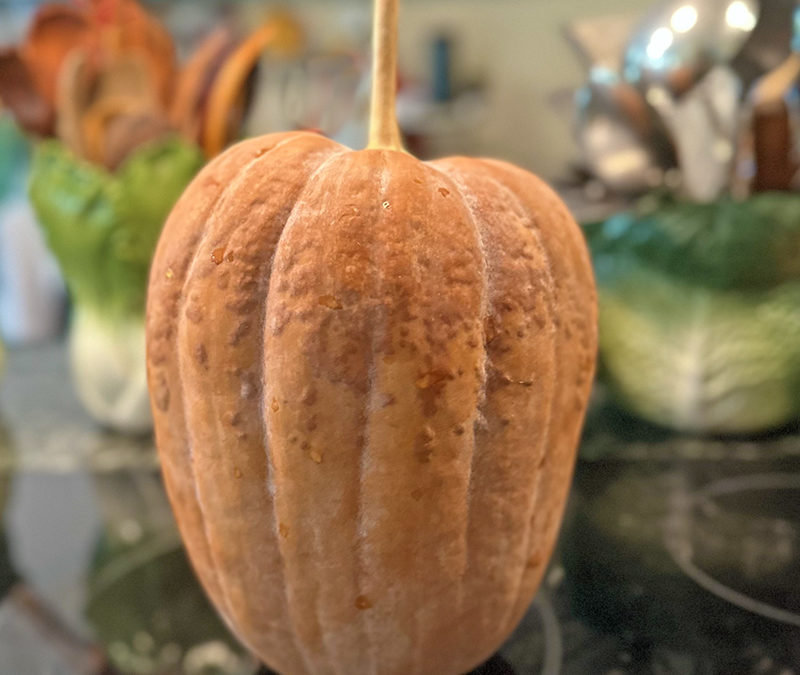I Love The Buckskin Pumpkin From Ball Seed