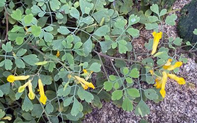 I Love Corydalis lutea – aka Yellow Corydalis